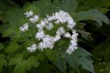 Thalictrum sachalinense