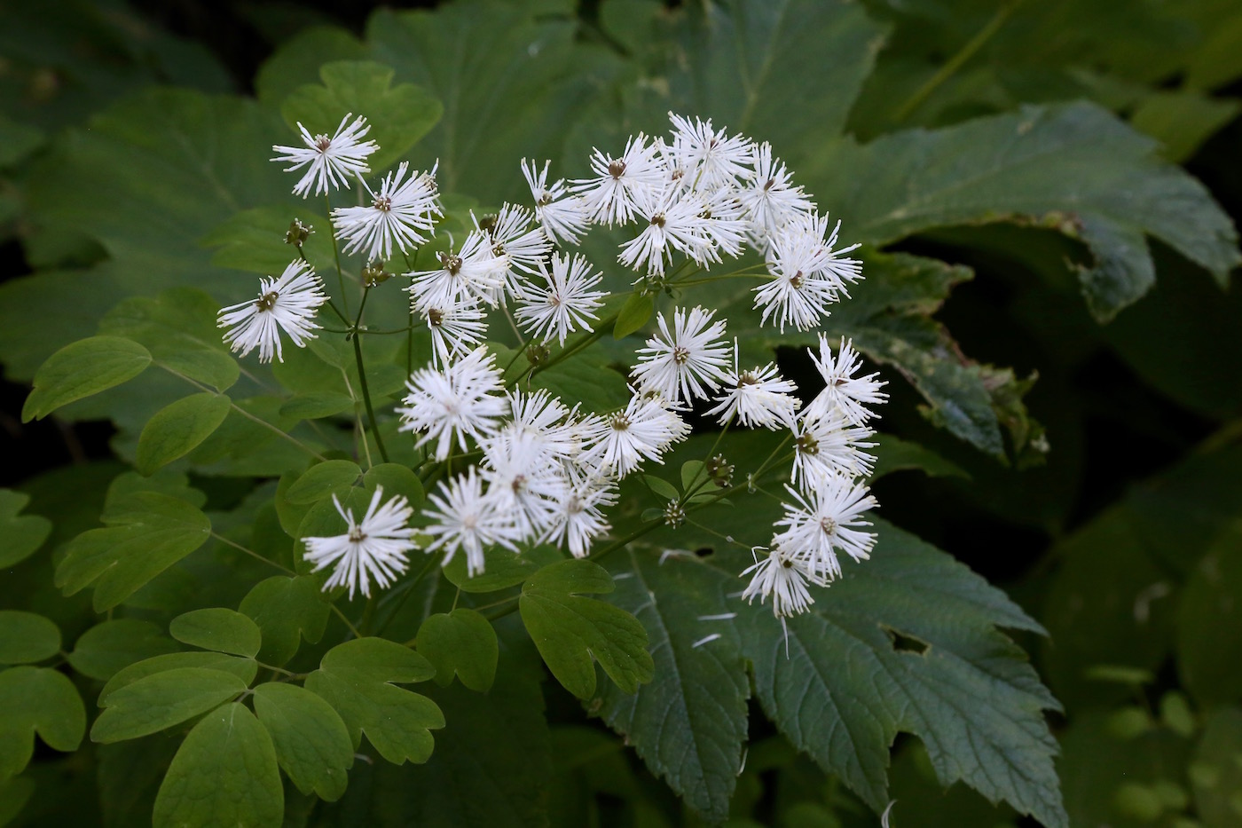 Image of Thalictrum sachalinense specimen.