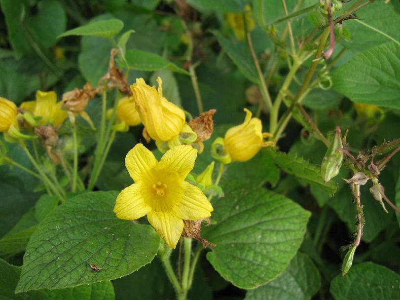 Image of Thladiantha dubia specimen.
