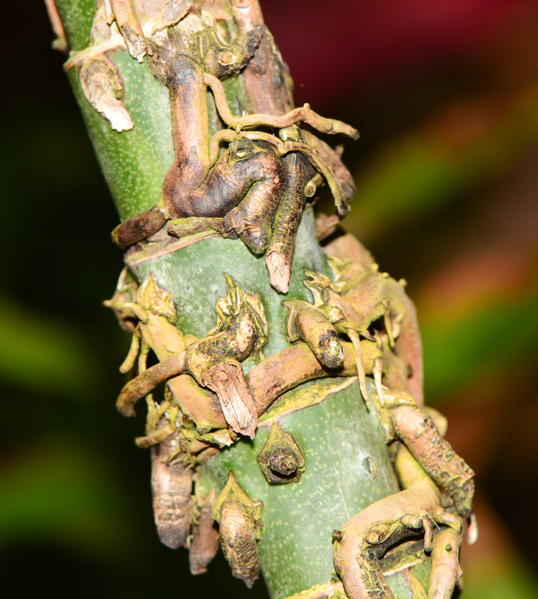 Изображение особи Cordyline fruticosa.