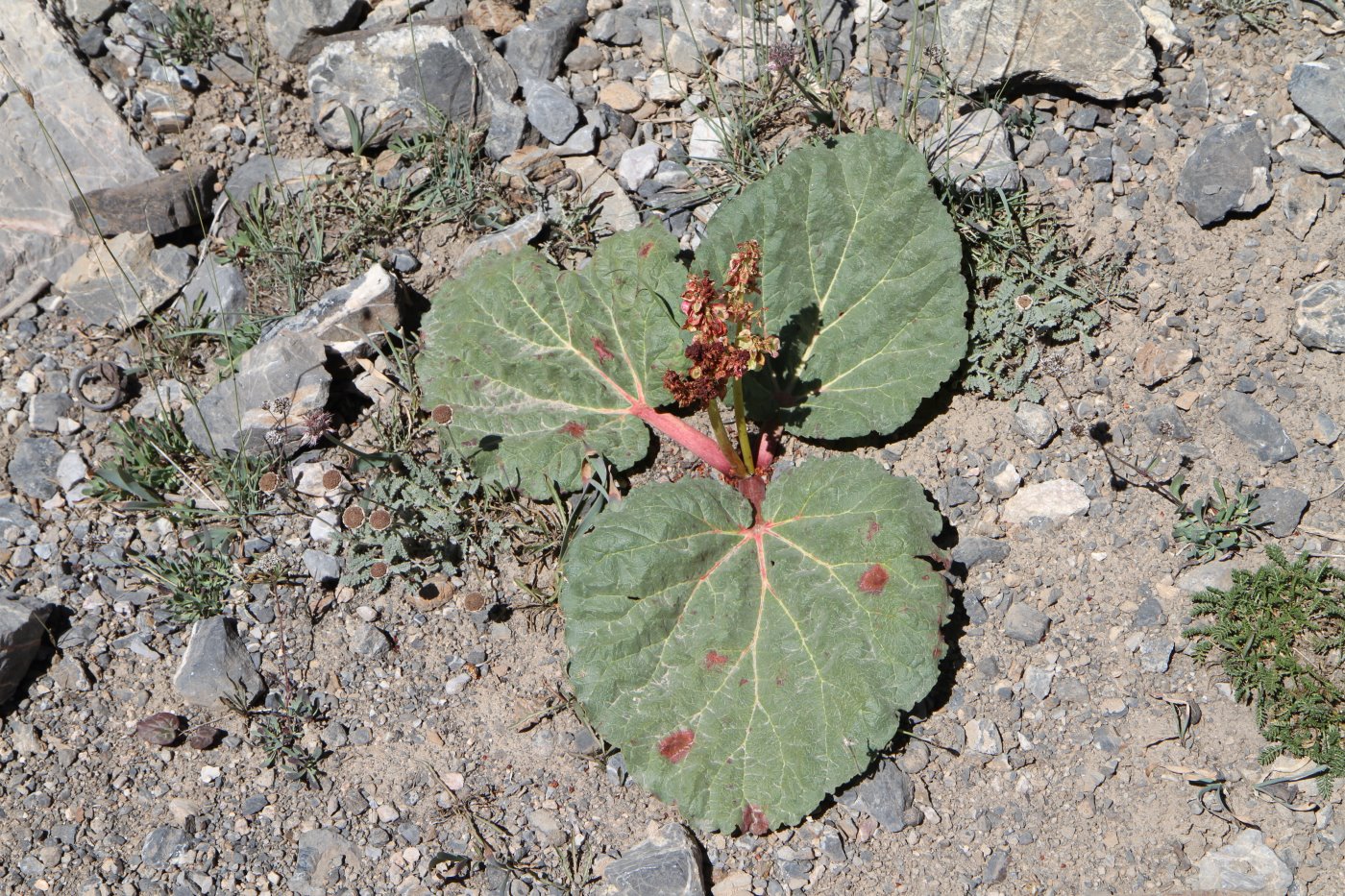 Image of Rheum fedtschenkoi specimen.