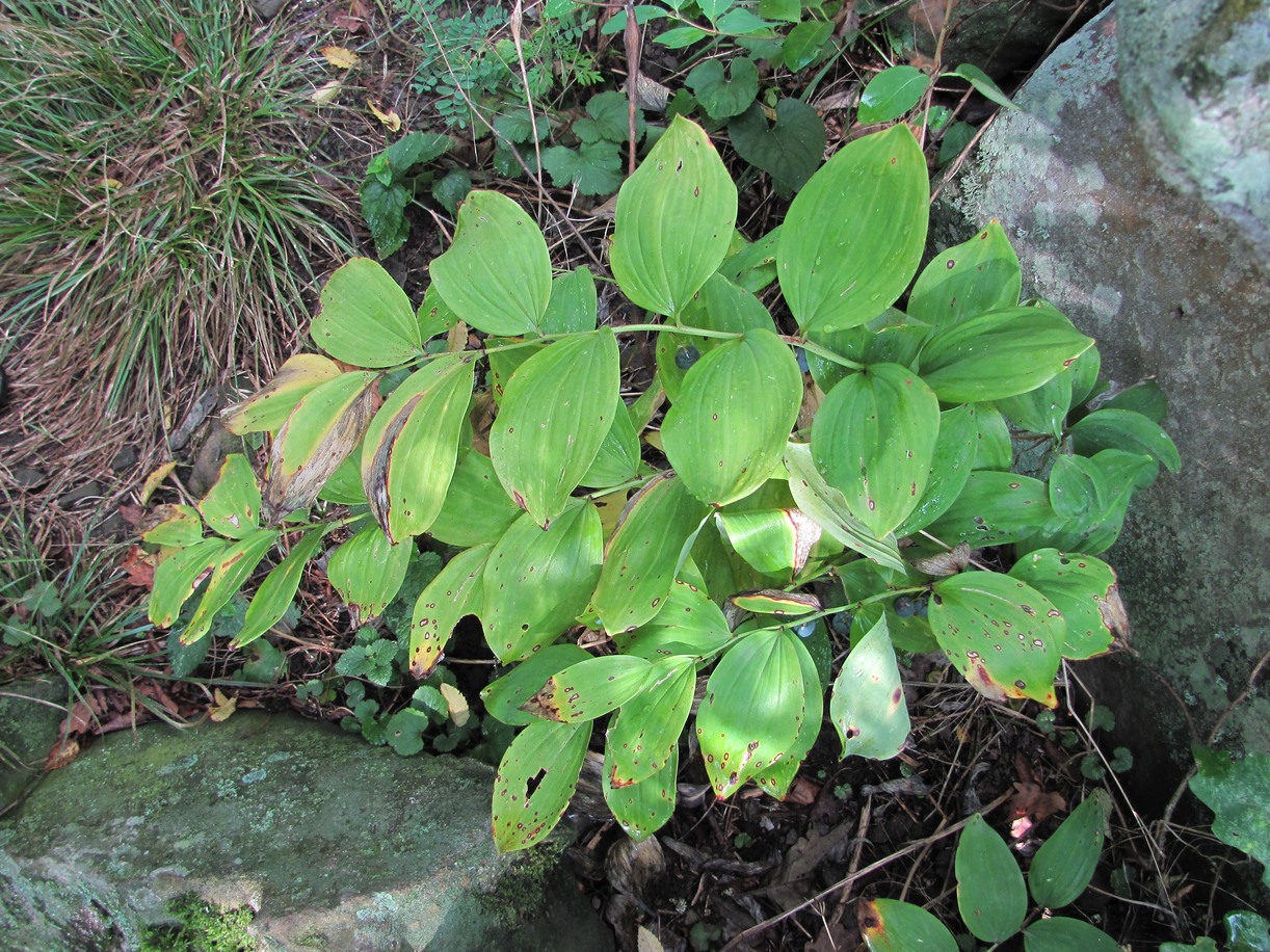 Изображение особи Polygonatum glaberrimum.