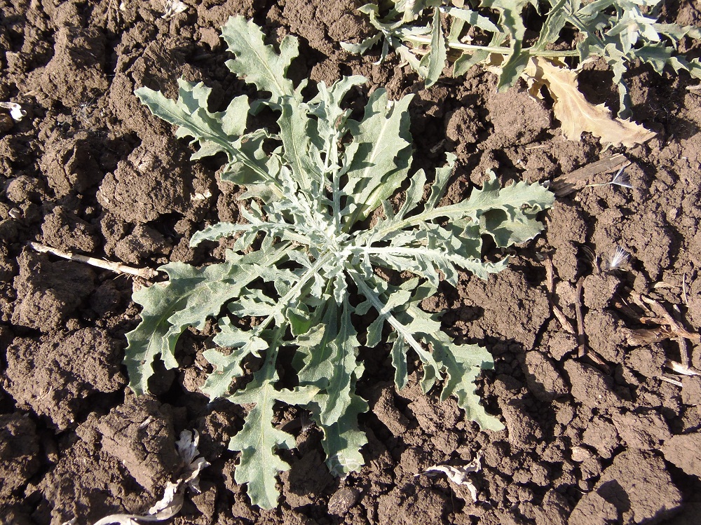 Image of Acroptilon repens specimen.