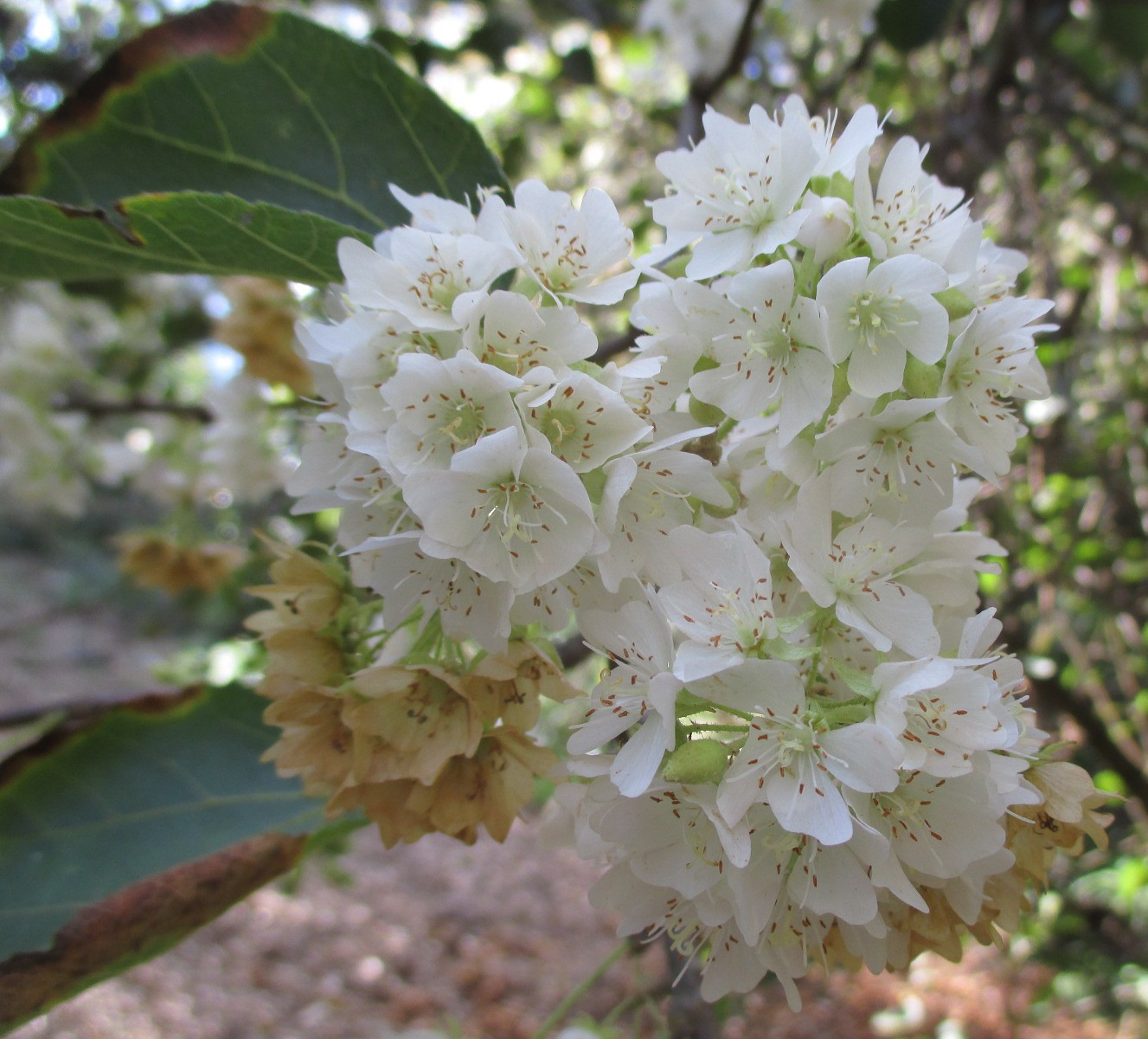 Image of Dombeya rotundifolia specimen.