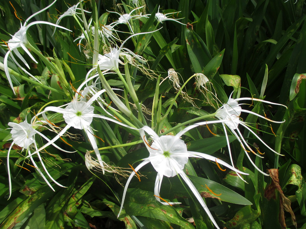Image of Hymenocallis littoralis specimen.