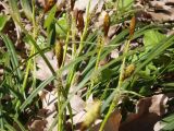 Carex brevicollis