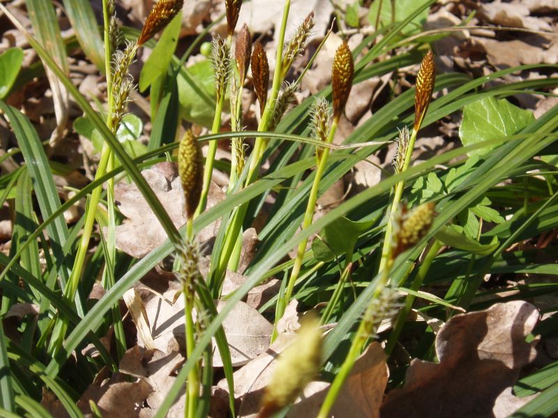 Изображение особи Carex brevicollis.