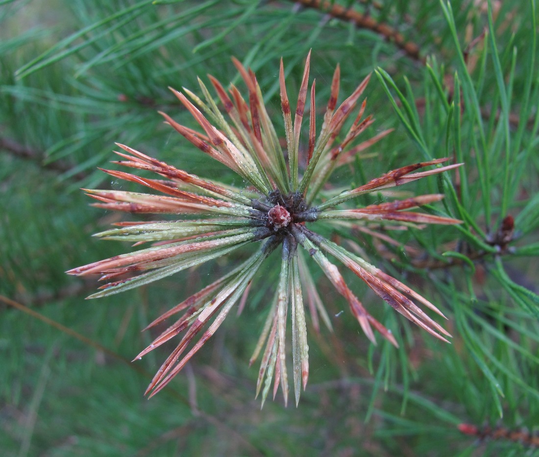 Image of Pinus sylvestris ssp. hamata specimen.