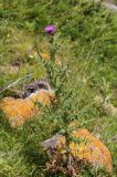 Cirsium elbrusense. Цветущее растение. Кабардино-Балкария, Эльбрусский р-н, окр. пос. Эльбрус, ок. 1900 м н.у.м, сыроватое место на склоне горы. 29.07.2017.