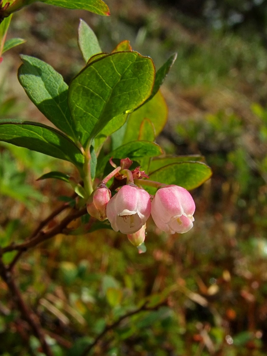 Image of Vaccinium uliginosum specimen.