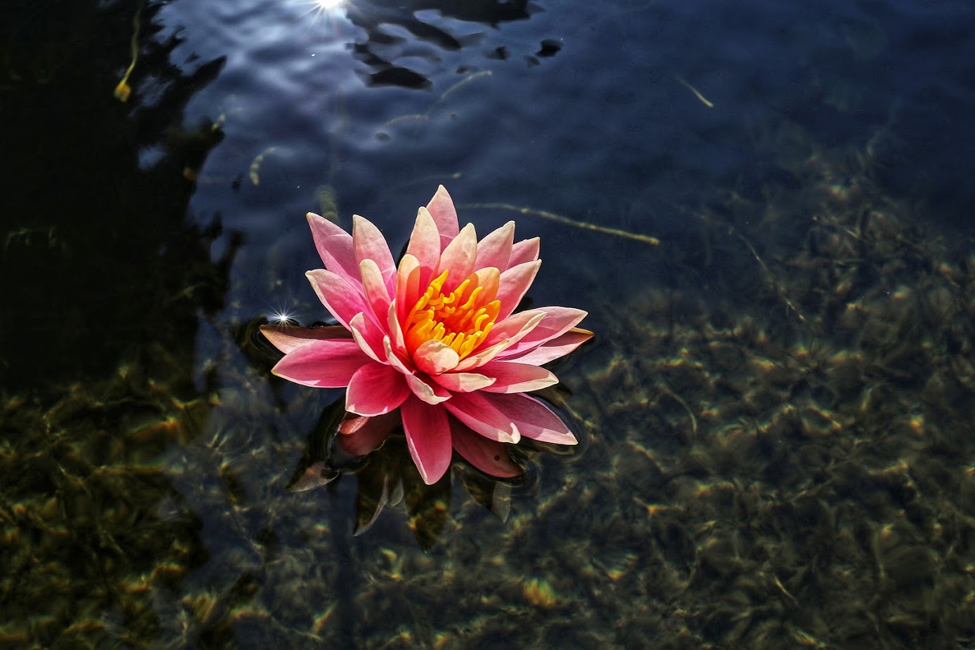 Image of Nymphaea odorata specimen.