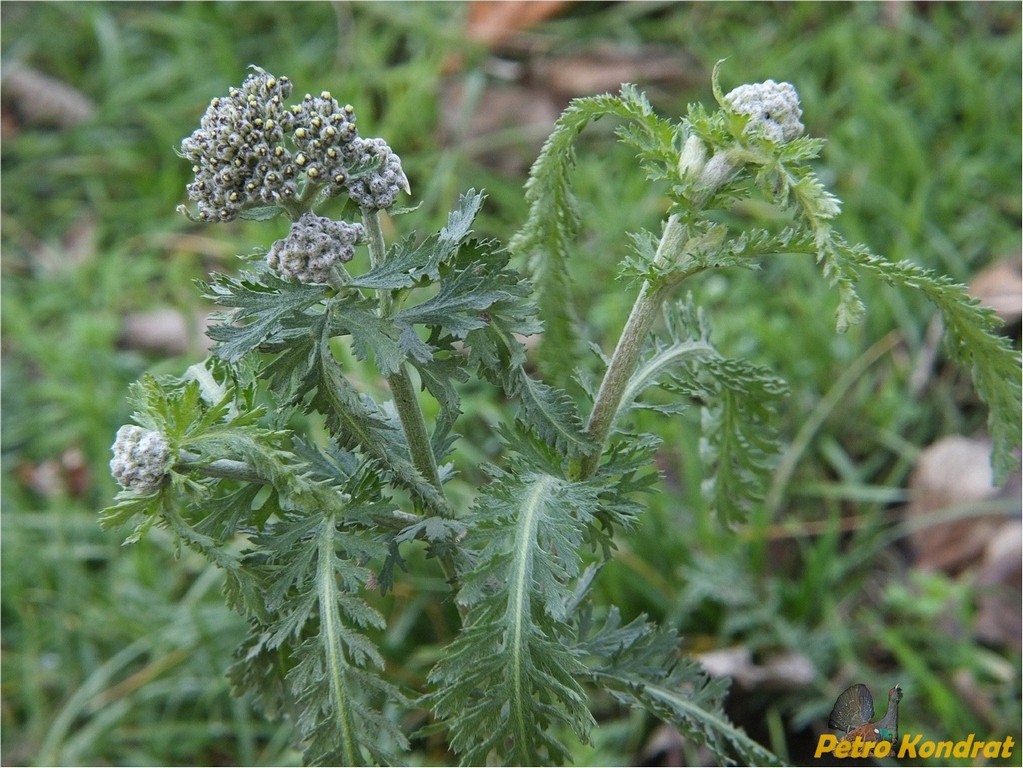 Изображение особи Achillea euxina.