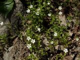 Moehringia lateriflora. Цветущие растения. Магаданская обл., окр. г. Магадан, окр. бухты Нагаева, Морпортовская сопка, каменноберезняк на склоне. 21.06.2014.