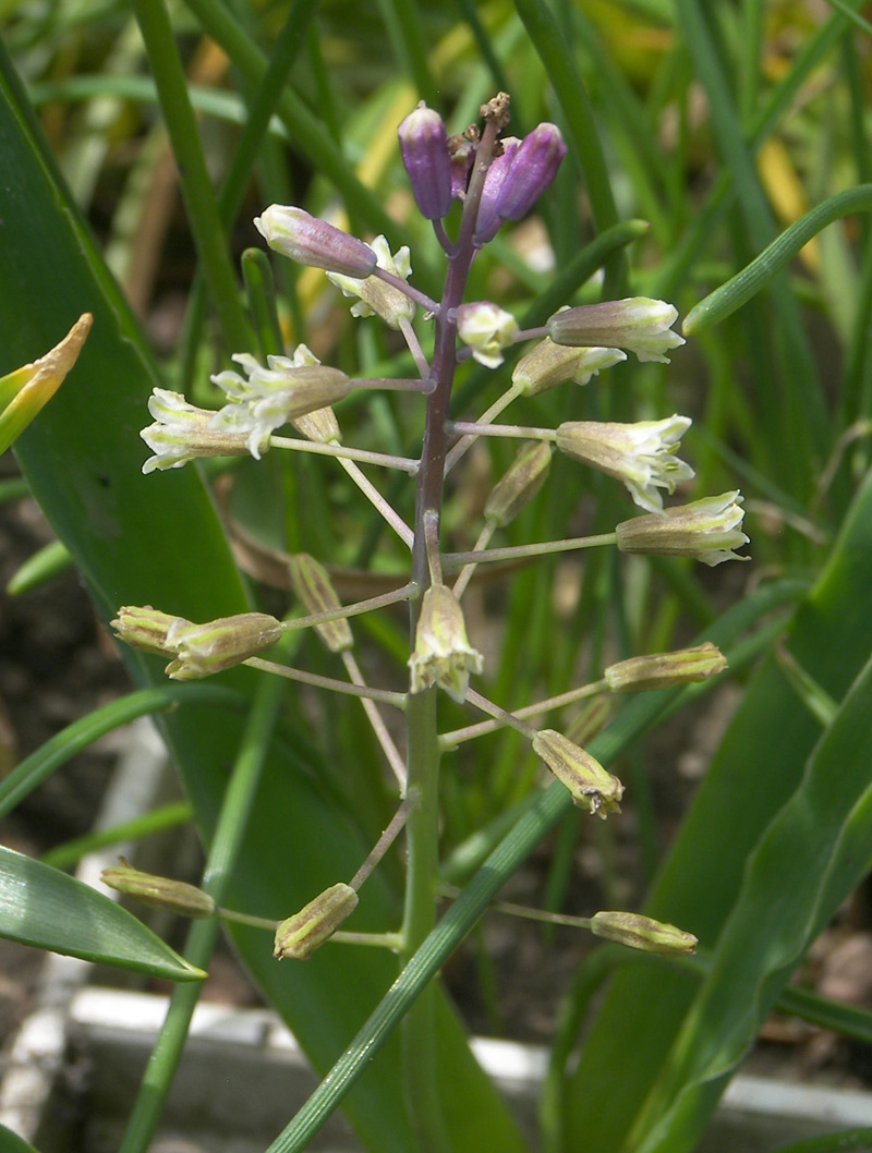 Image of Bellevalia modesta specimen.