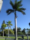 Roystonea regia. Вегетирующее растение. Австралия, г. Брисбен, ботанический сад. 12.07.2015.