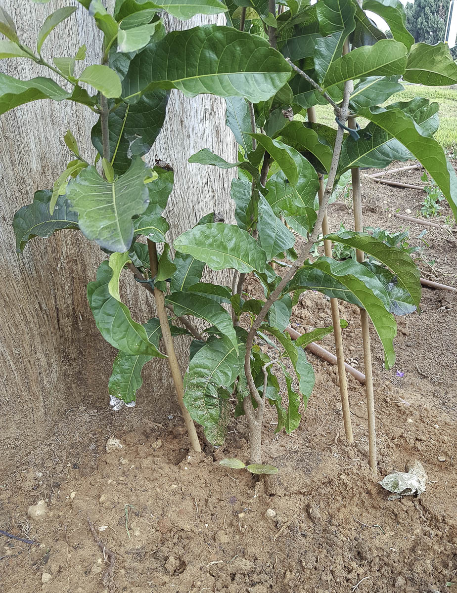 Image of Petrea volubilis specimen.