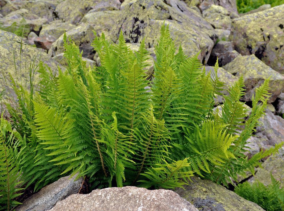 Image of Dryopteris oreades specimen.