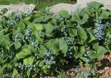 Brunnera macrophylla