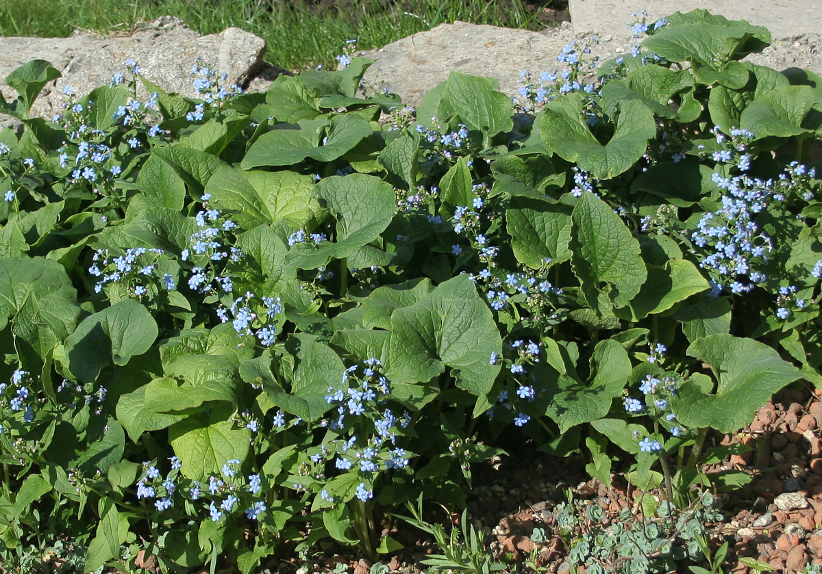 Image of Brunnera macrophylla specimen.