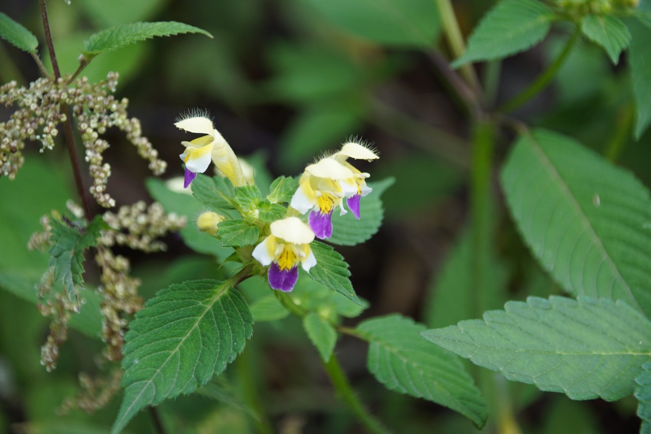 Изображение особи Galeopsis speciosa.