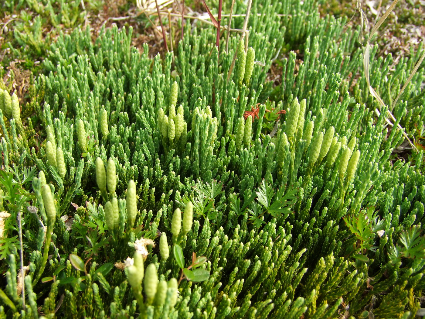 Image of Diphasiastrum alpinum specimen.