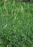 Hordeum bulbosum