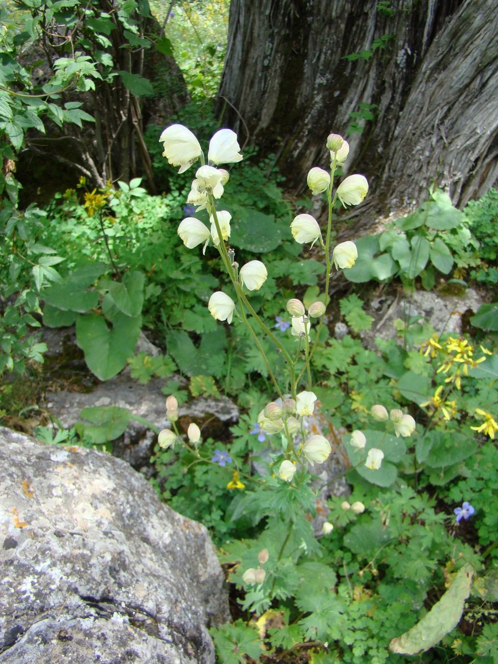 Изображение особи Aconitum seravschanicum.