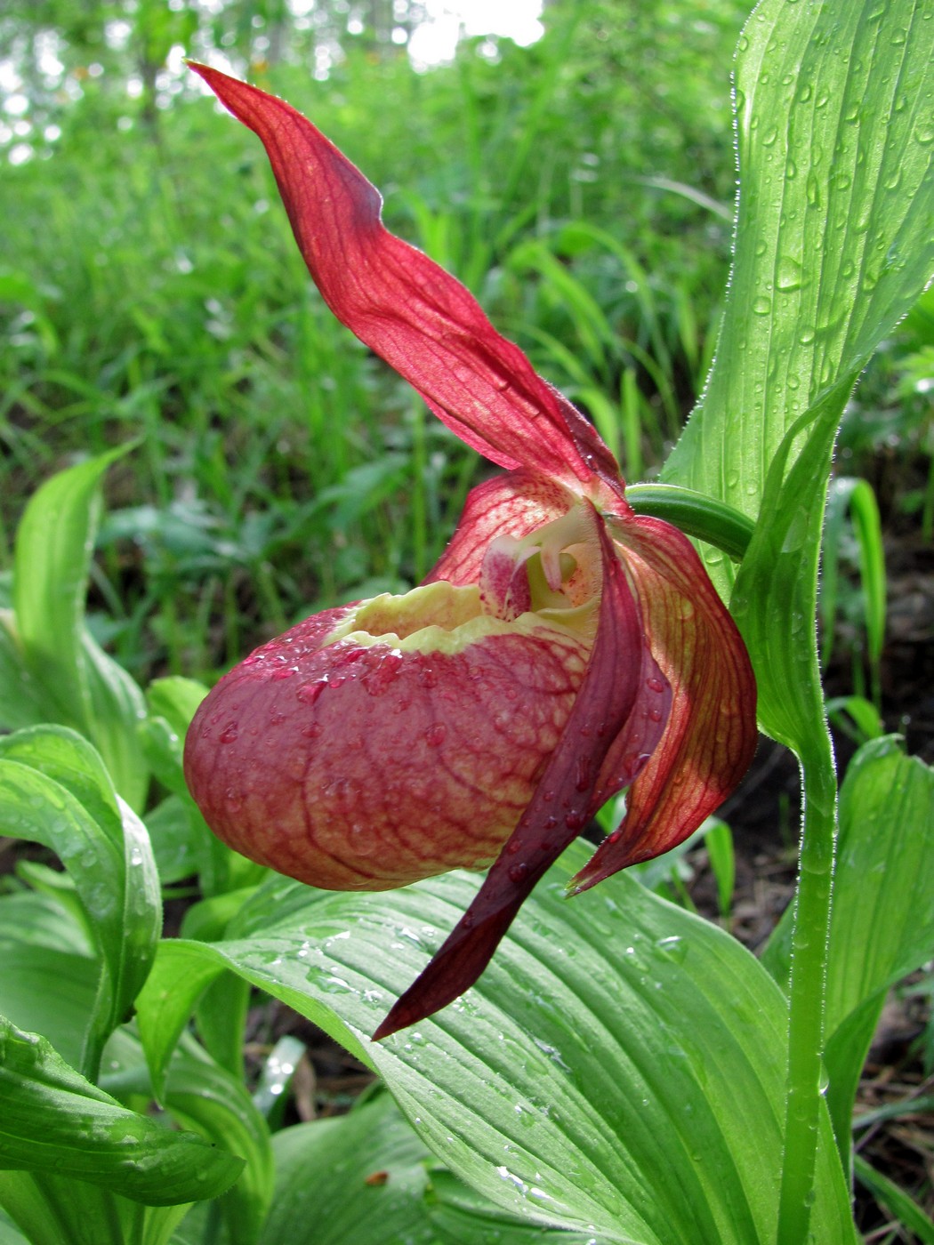 Image of Cypripedium &times; ventricosum specimen.