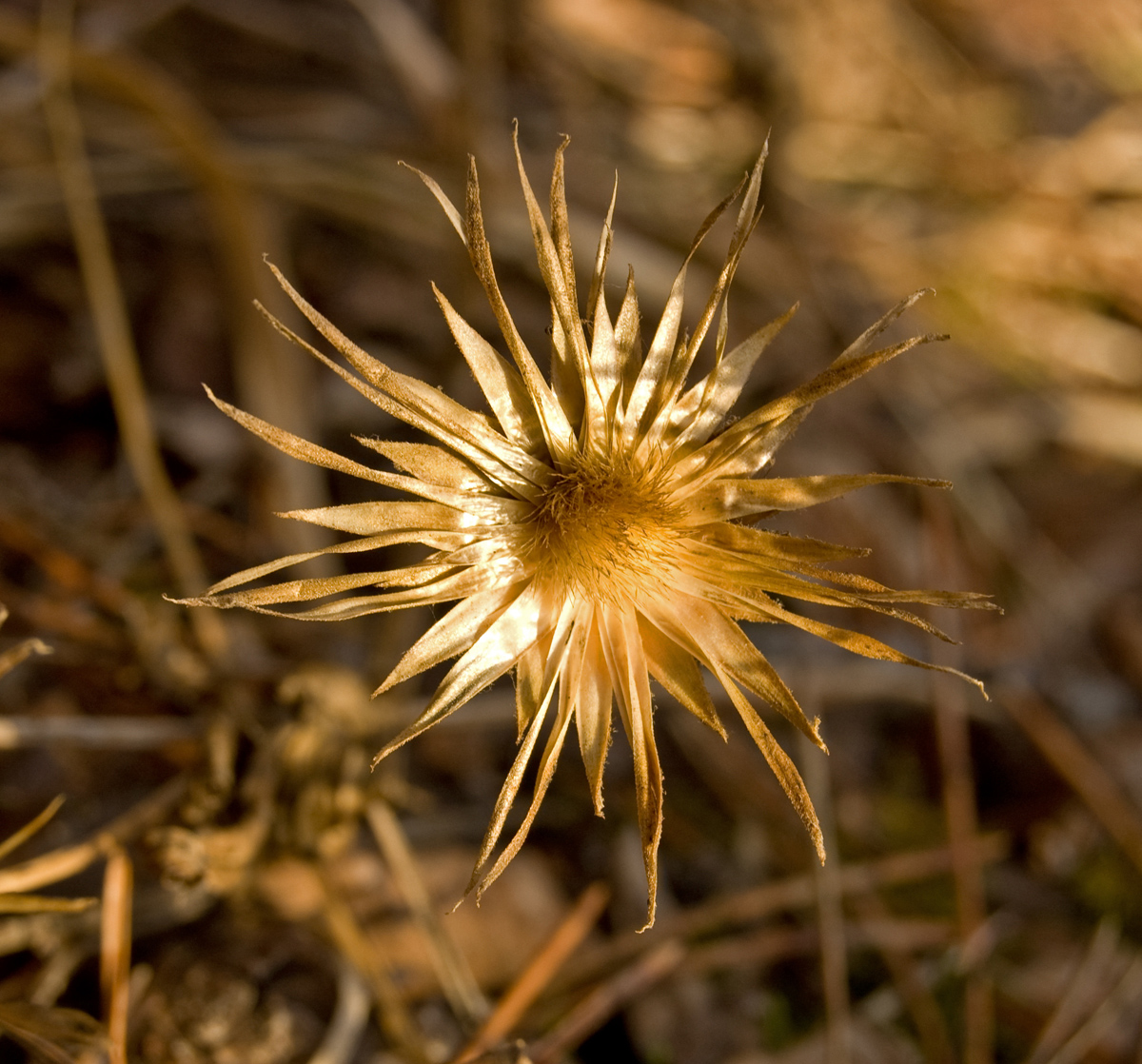 Изображение особи Serratula coronata.