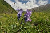 Vicia sosnowskyi