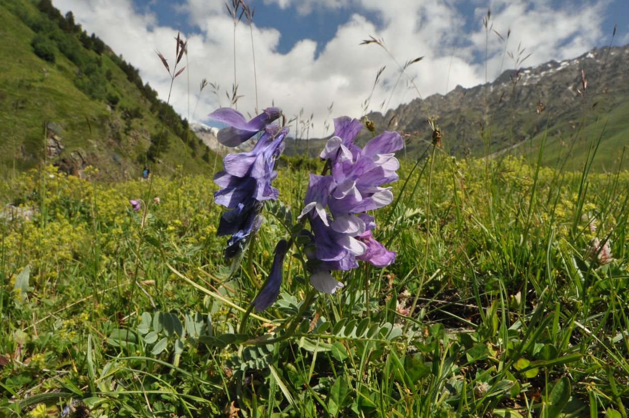 Изображение особи Vicia sosnowskyi.