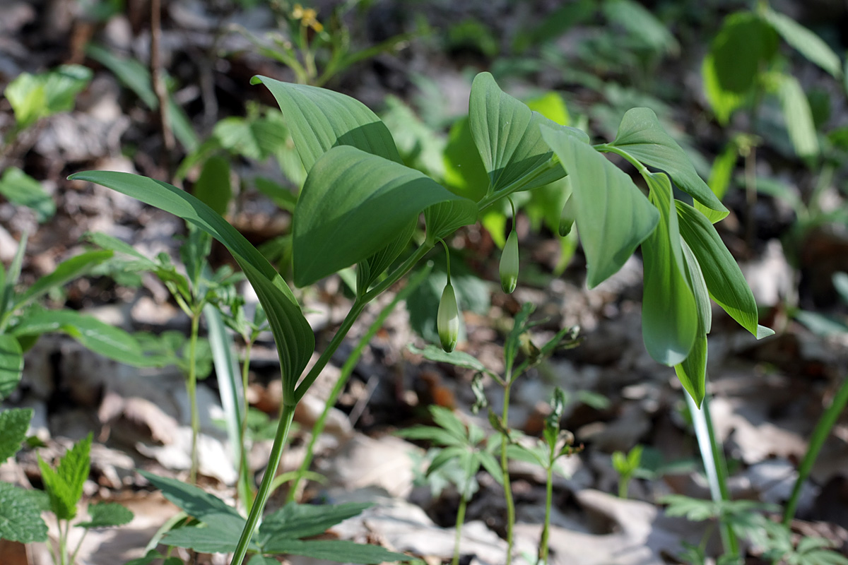 Изображение особи Polygonatum glaberrimum.