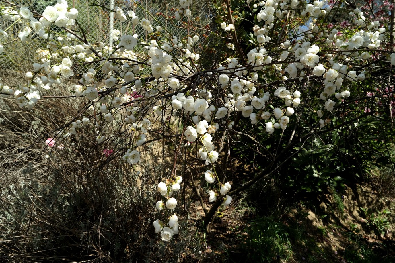 Image of Persica vulgaris specimen.