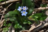 Myosotis amoena