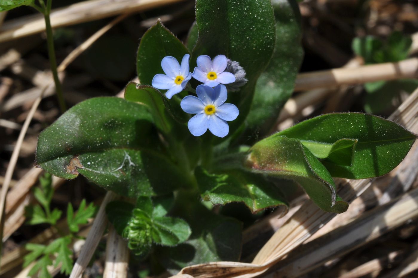 Image of Myosotis amoena specimen.