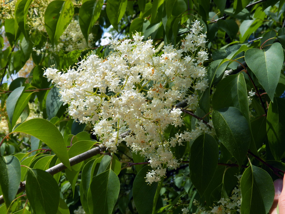 Изображение особи Syringa amurensis.