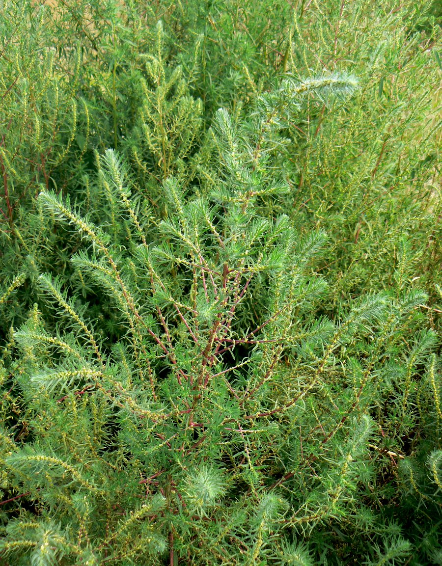 Image of Bassia scoparia specimen.