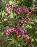 Dicentra spectabilis