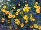 Heliopsis подвид scabra