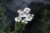 Achillea ptarmicifolia