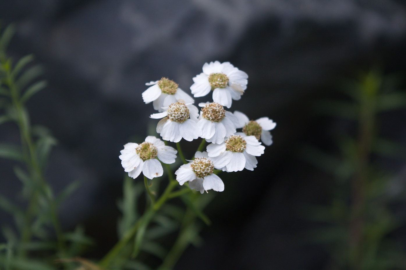 Image of Achillea ptarmicifolia specimen.