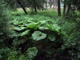 Petasites hybridus