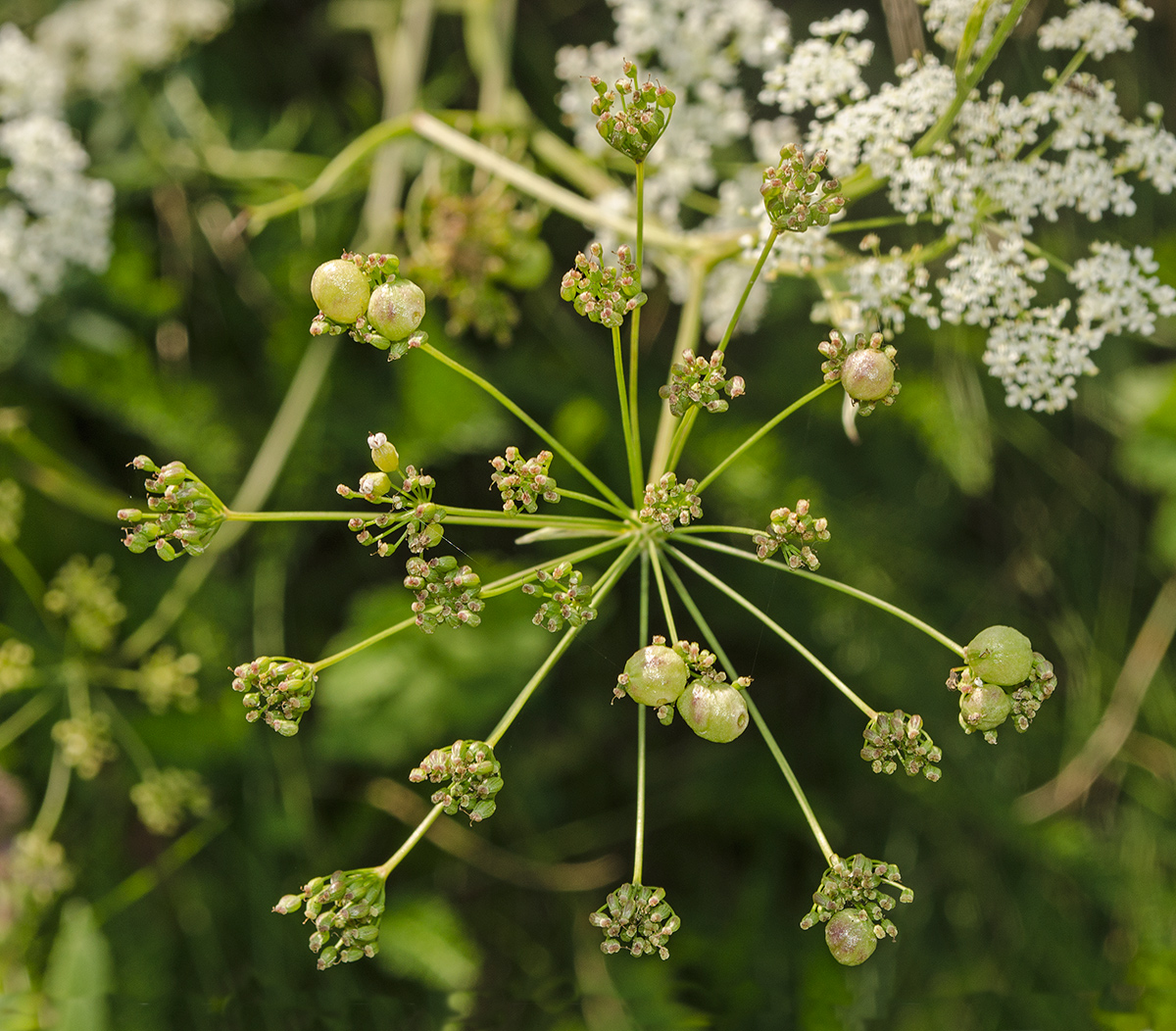 Изображение особи Pimpinella nigra.