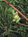 Ceratocapnos claviculata. Часть побега с соцветием. Нидерланды, провинция Drenthe, национальный парк Drentsche Aa, смешанный лес. 6 апреля 2007 г.