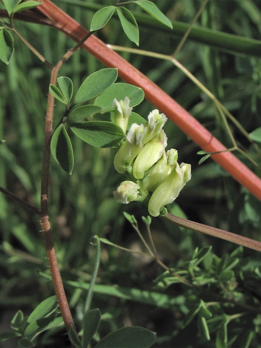 Изображение особи Ceratocapnos claviculata.