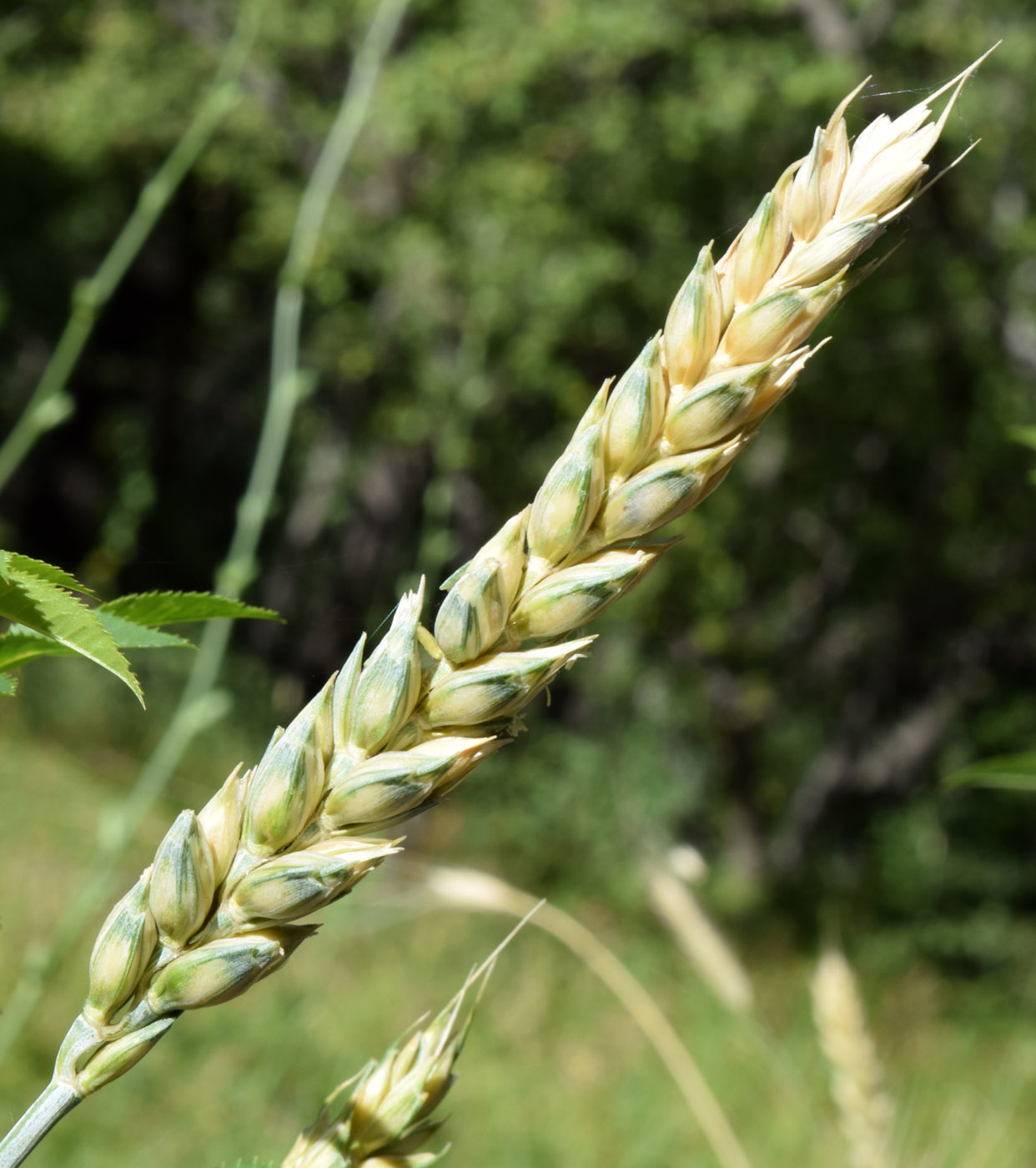 Изображение особи Triticum aestivum.