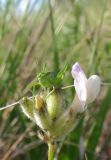 Astragalus zingeri