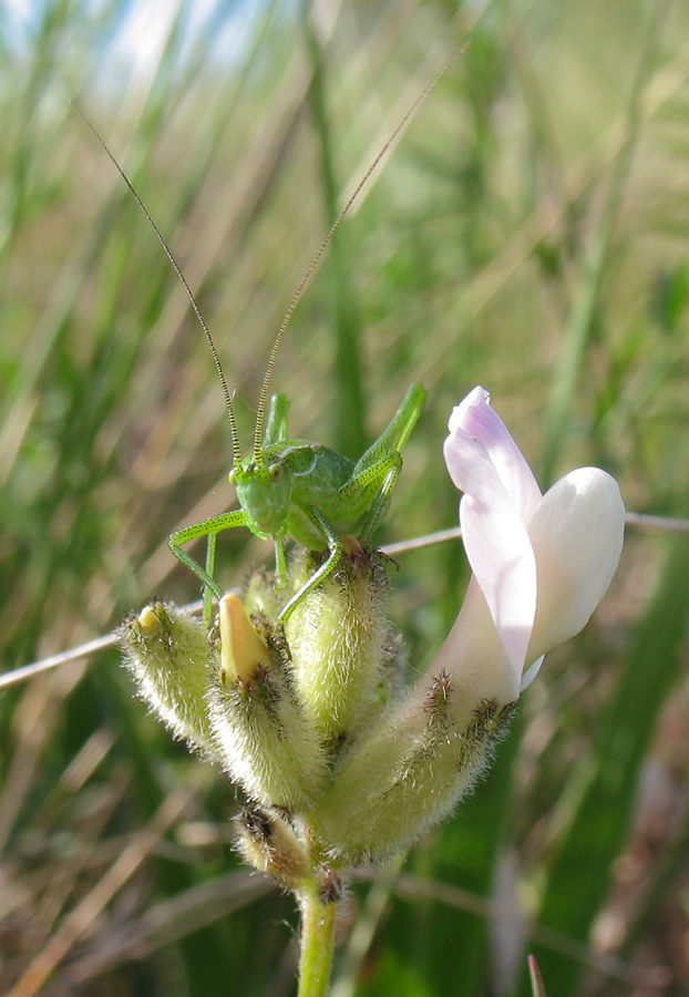 Image of Astragalus zingeri specimen.