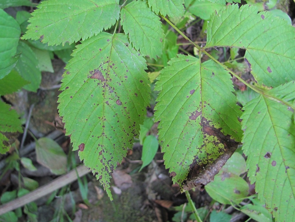 Изображение особи Aruncus sylvestris.