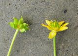 Ranunculus lapponicus